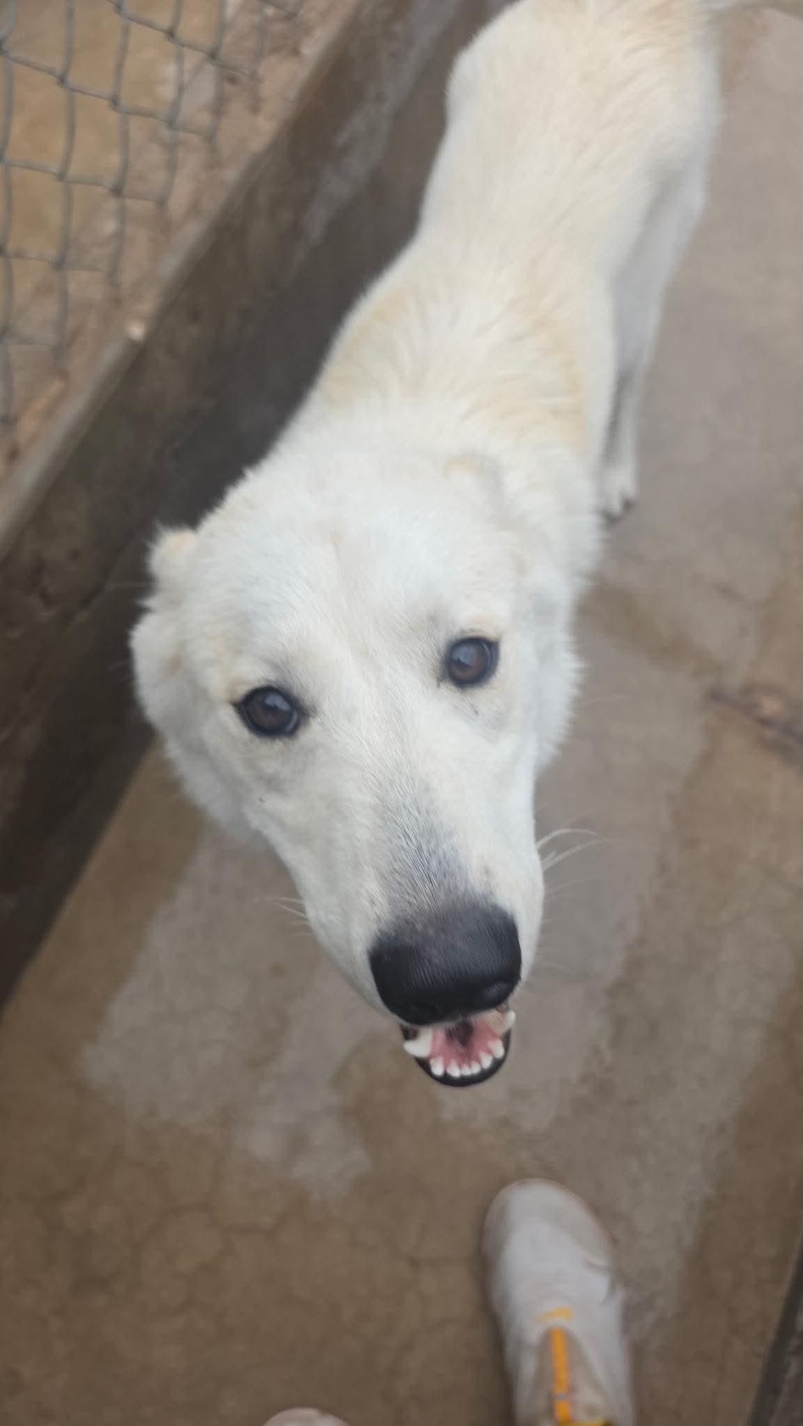 Enlarge Snowflake, a Adoptable Akbash in Loveland, CO image 2/6