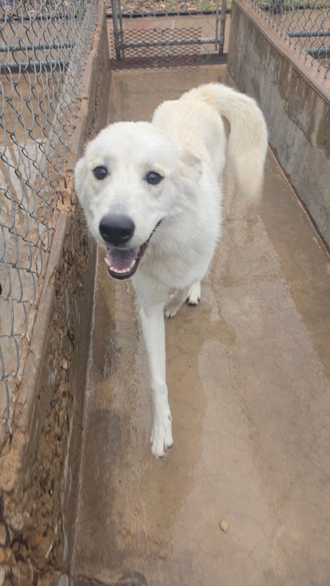 Enlarge Snowflake, a Adoptable Akbash in Loveland, CO image 3/6