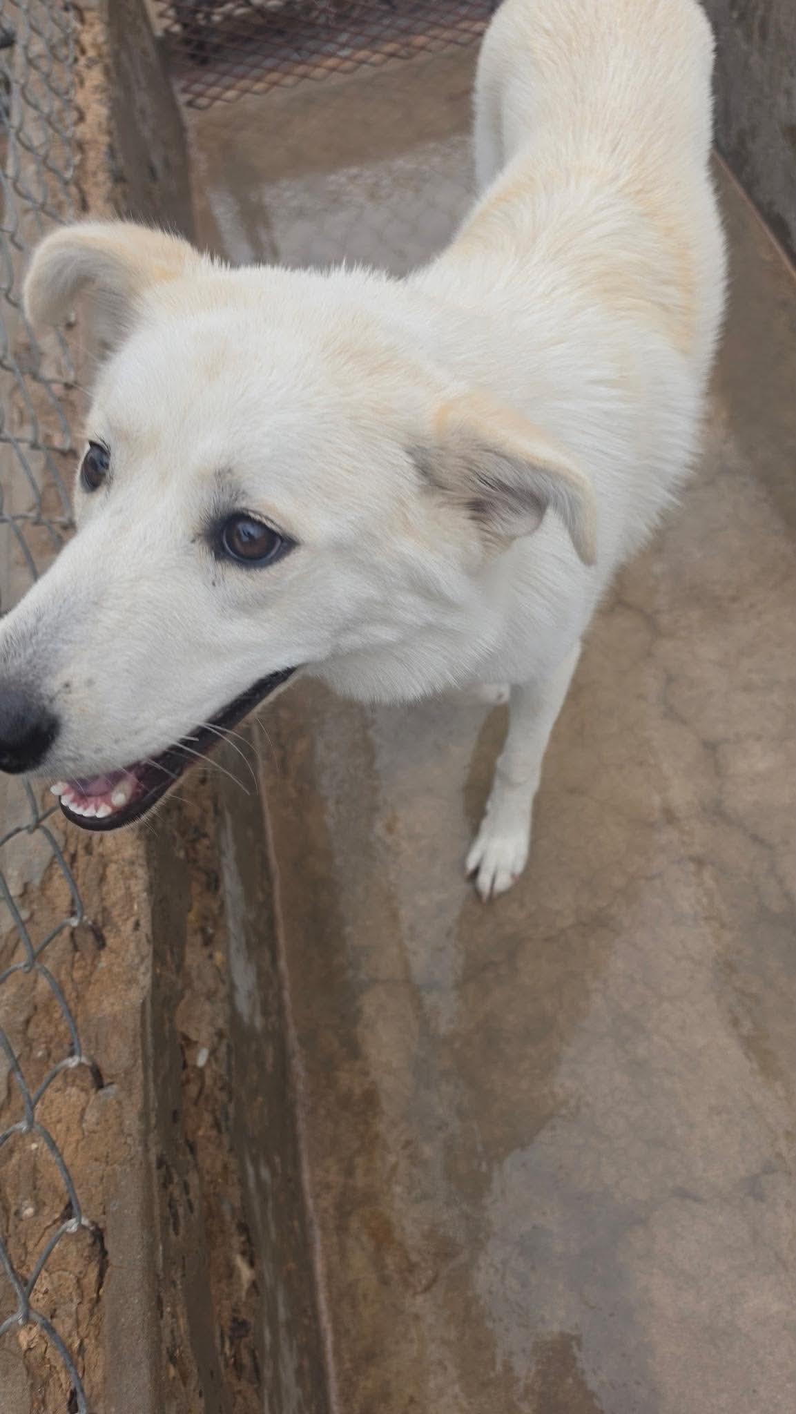 Enlarge Snowflake, a Adoptable Akbash in Loveland, CO image 4/6