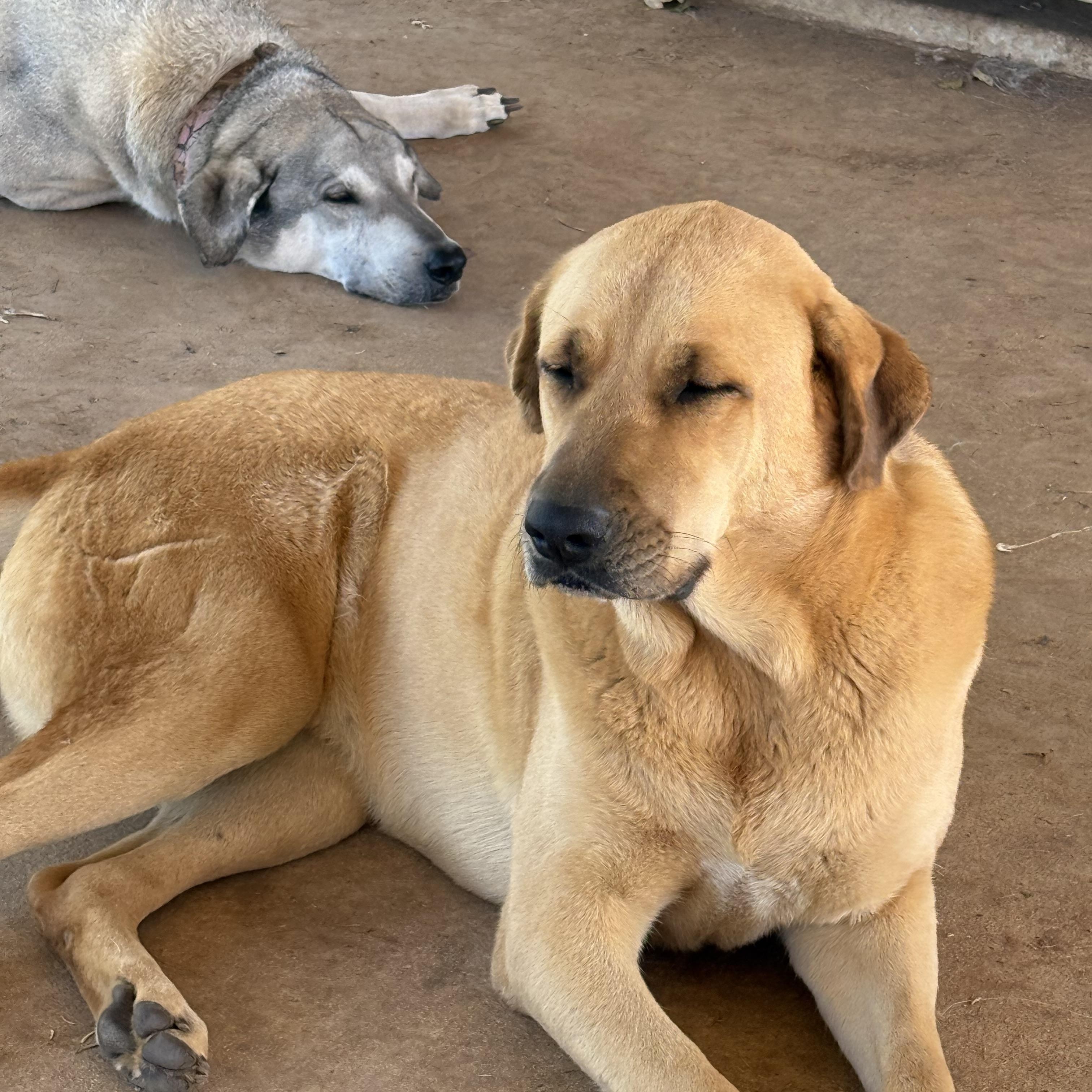 Jeff, Young Male Mastiff
