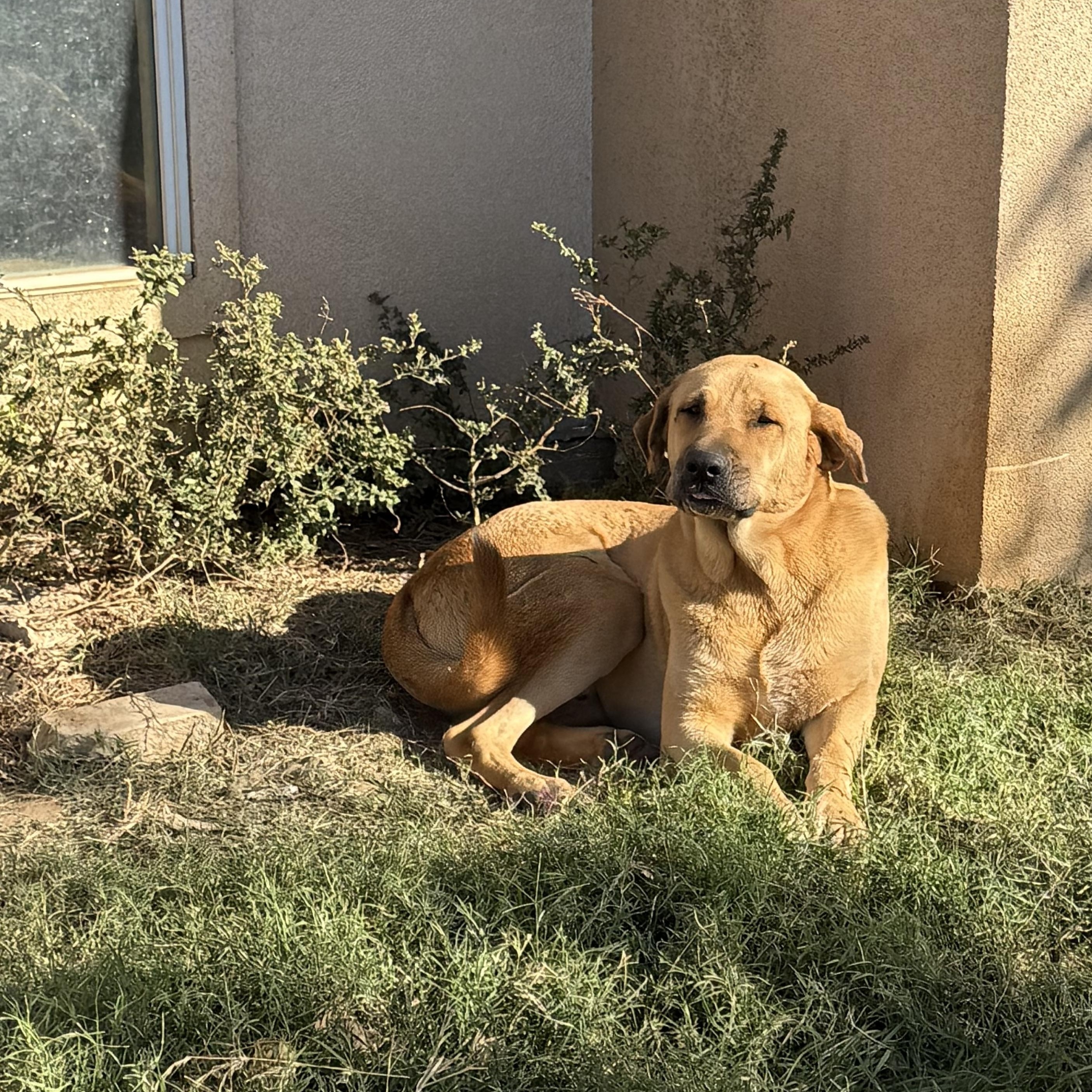 Enlarge Jeff, a Adoptable mixed breed in Bigfoot, TX image 2/3