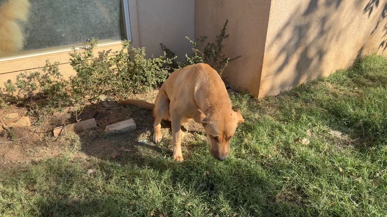 Enlarge Jeff, a Adoptable mixed breed in Bigfoot, TX video 3/3