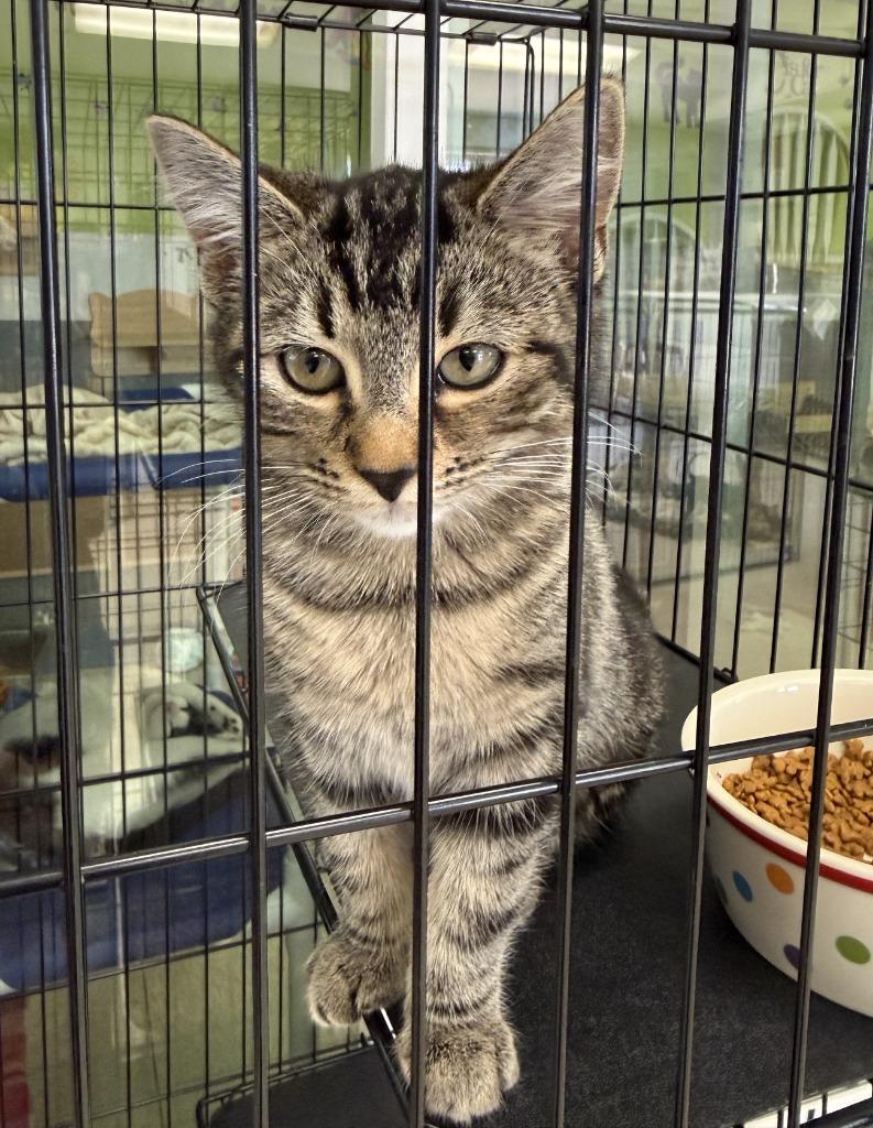 Bay, Adopted, Kitten Female Domestic Short Hair.
