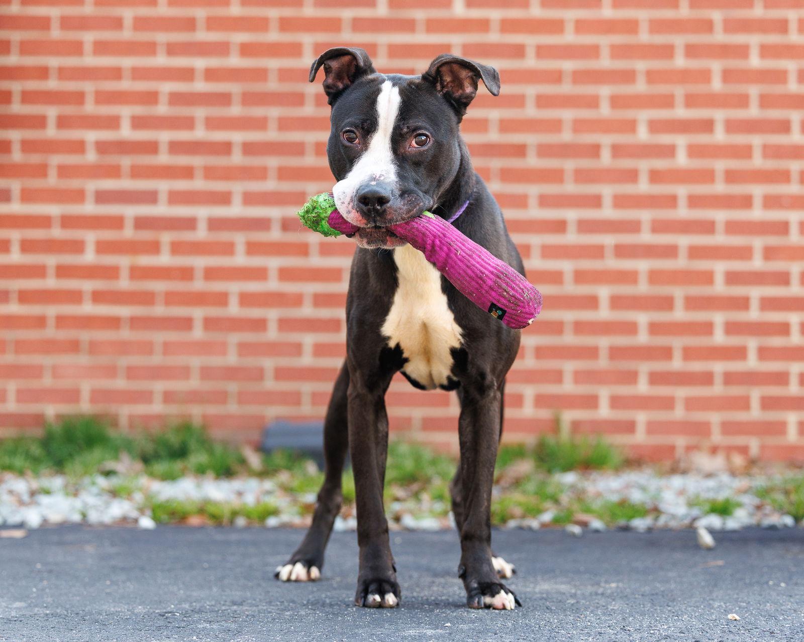 Enlarge Kevin G, a Adoptable Mixed Breed in Durham, NC image 1/2