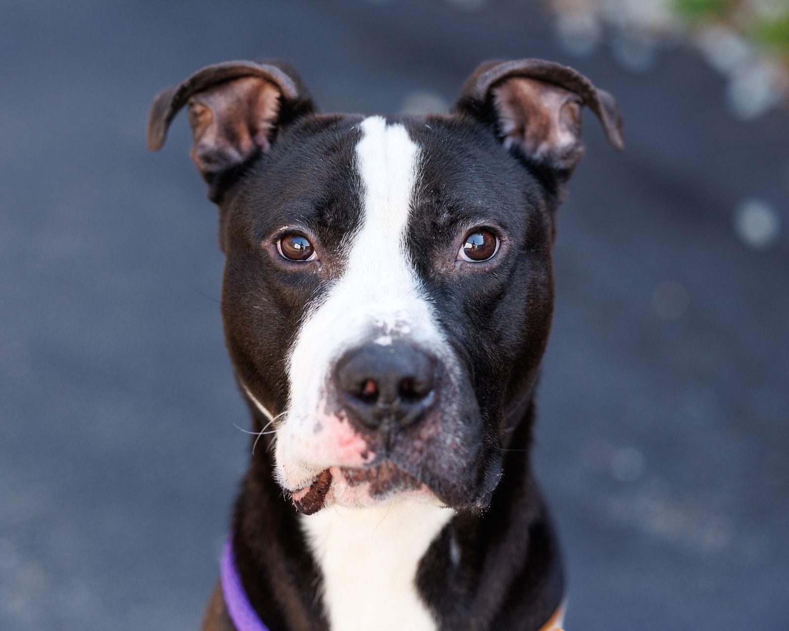 Enlarge Kevin G, a Adoptable Mixed Breed in Durham, NC image 2/2