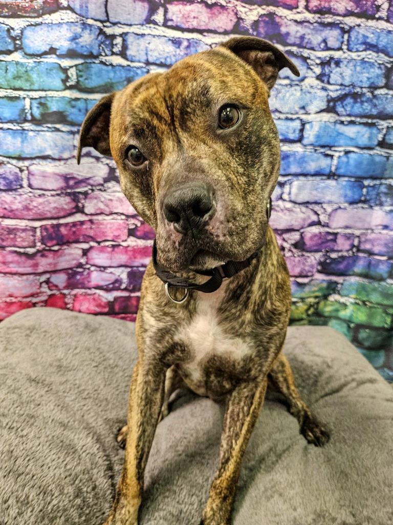 Floyd, Adoptable, Adult Male Pit Bull Terrier.