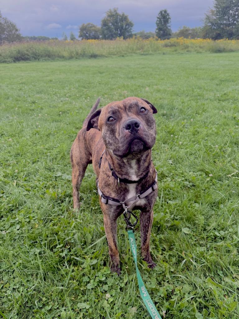 Enlarge Floyd, a Adoptable Pit Bull Terrier in Gloversville, NY image 2/4