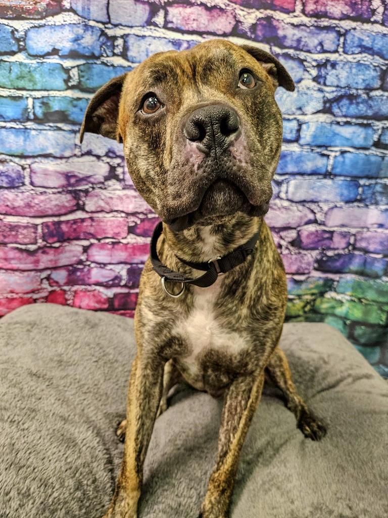 Enlarge Floyd, a Adoptable Pit Bull Terrier in Gloversville, NY image 3/4