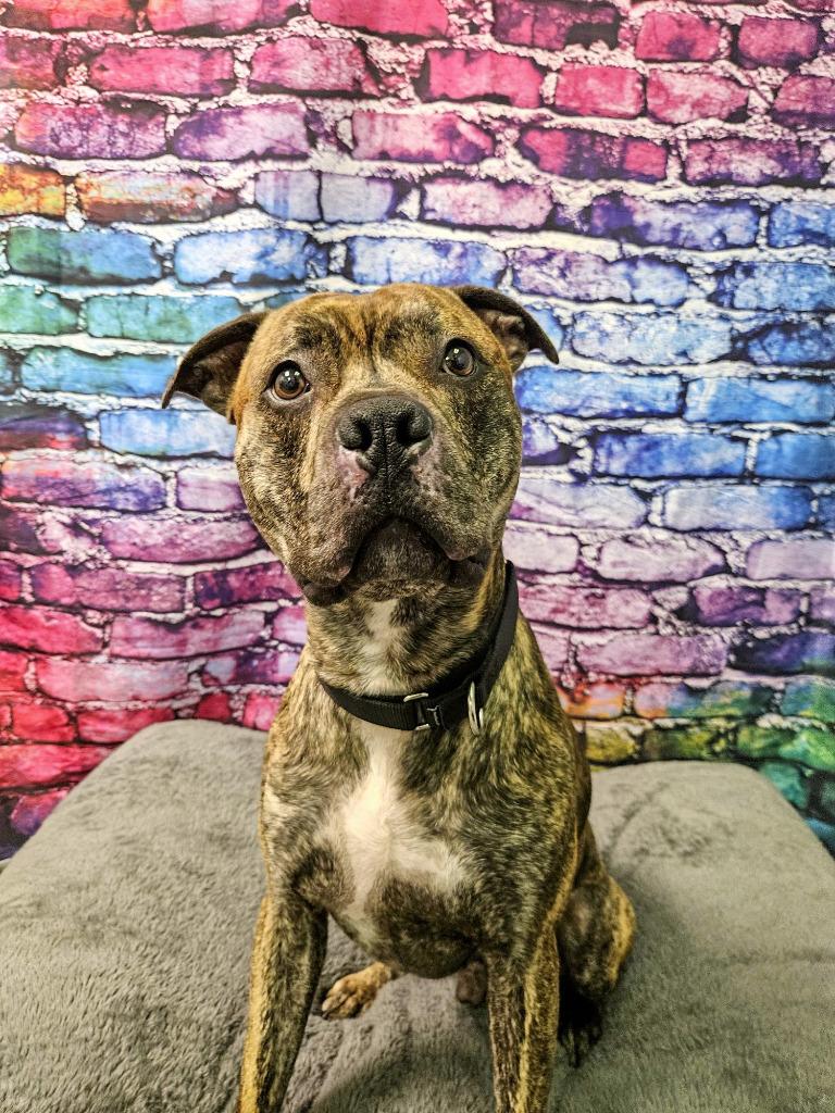 Enlarge Floyd, a Adoptable Pit Bull Terrier in Gloversville, NY image 4/4