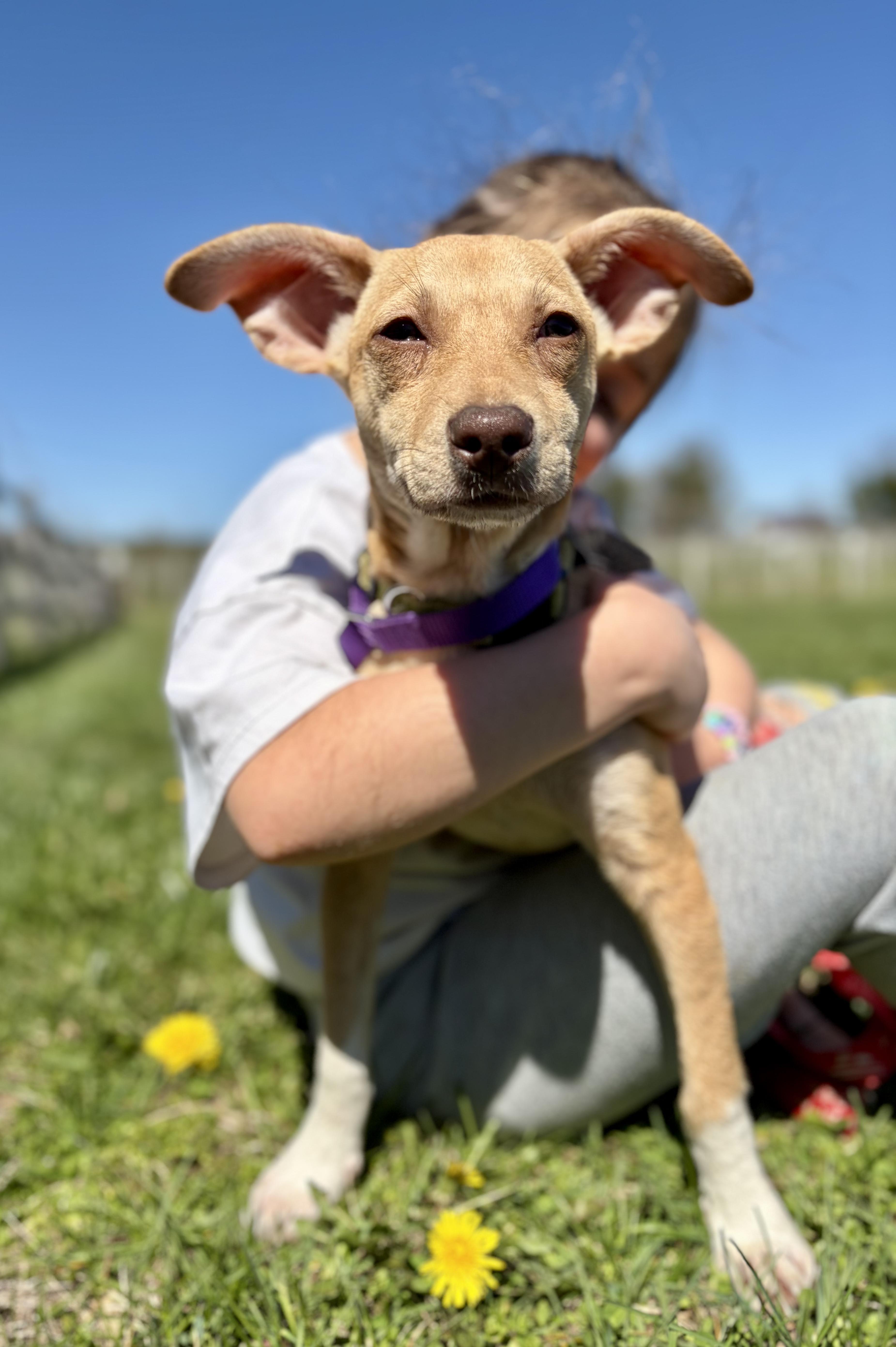 Kiwi, adopted, Puppy Female Chihuahua.