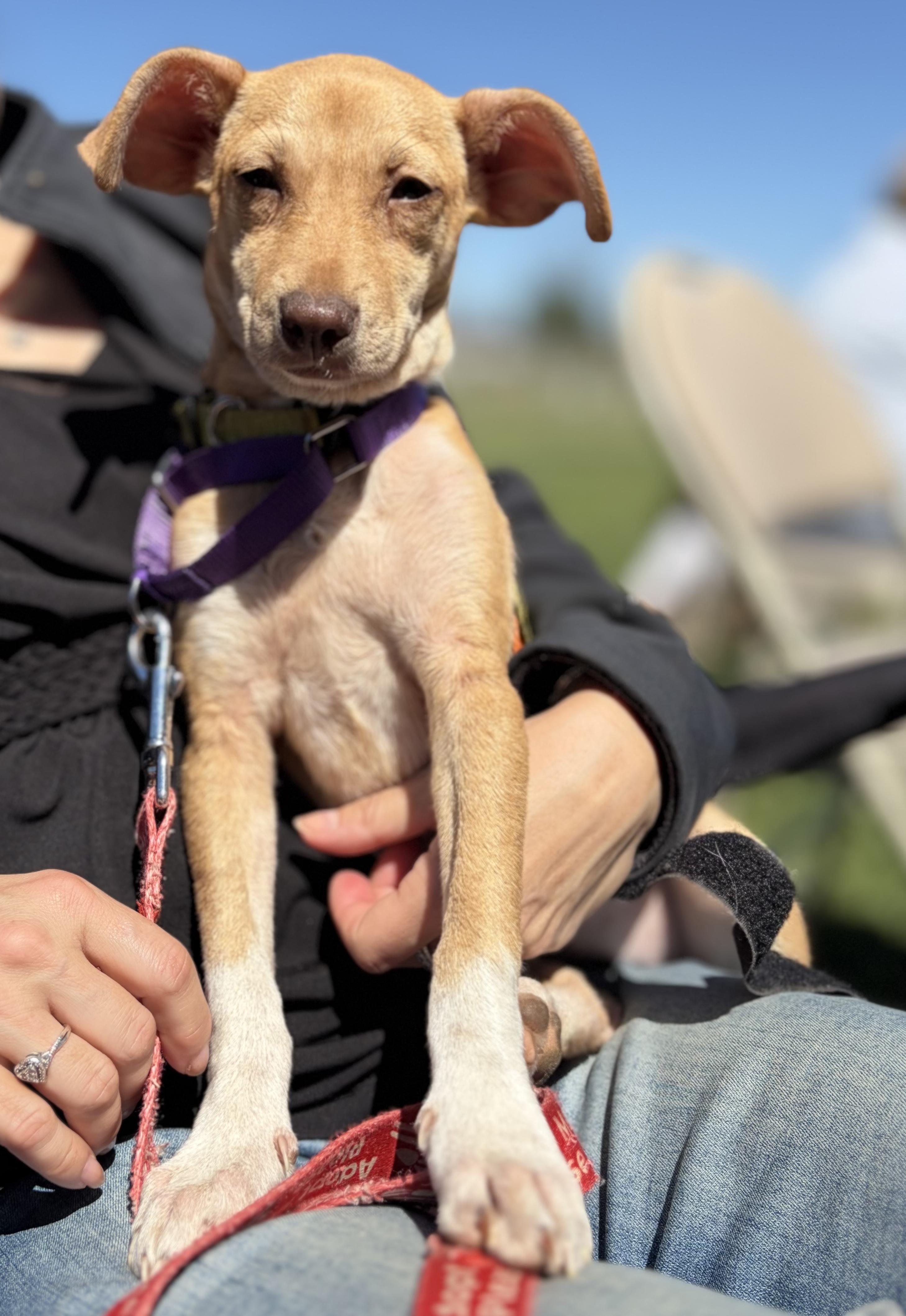 Enlarge Kiwi, an adopted mixed breed in New York, NY image 2/6