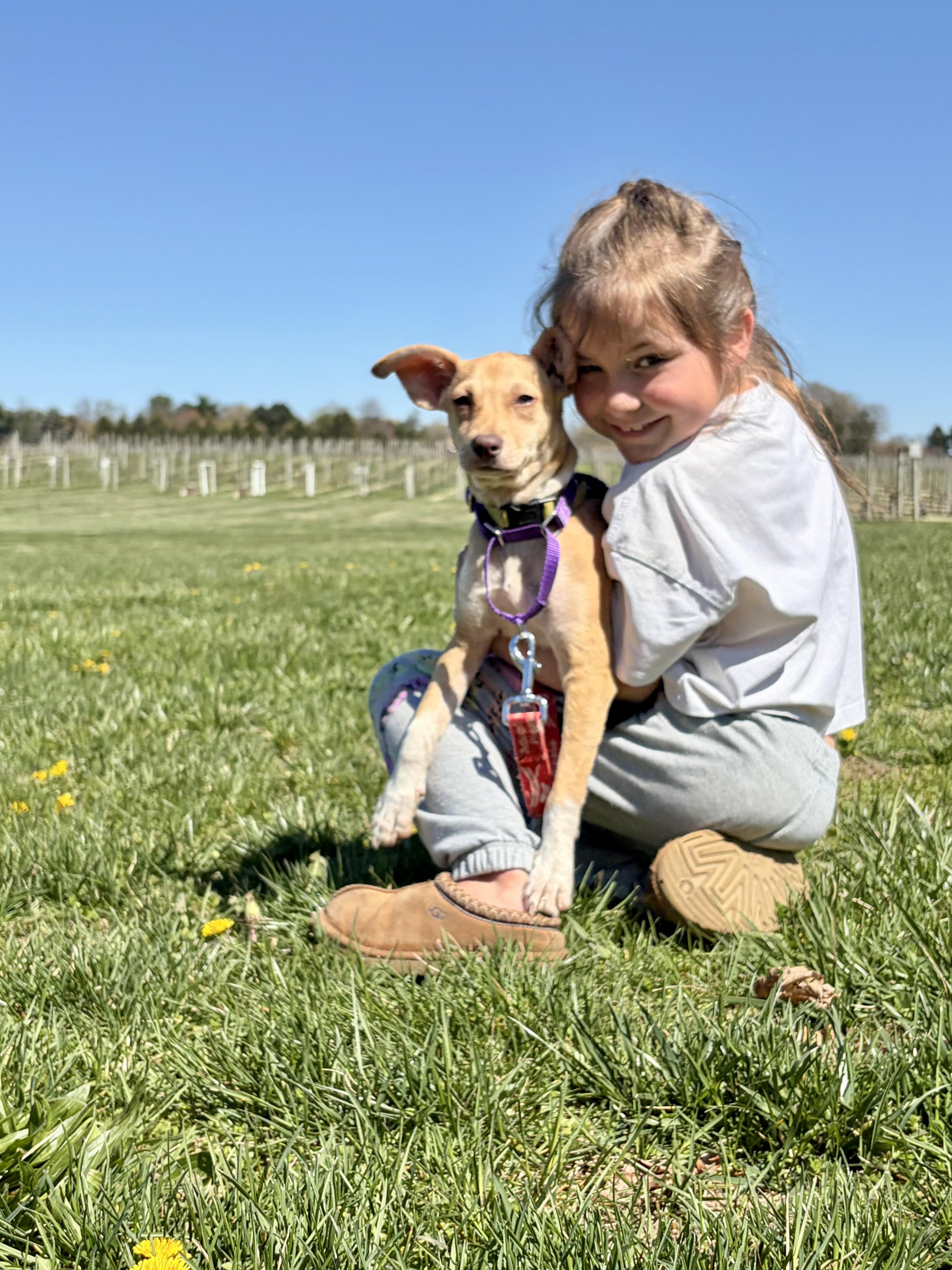 Enlarge Kiwi, an adopted mixed breed in New York, NY image 3/6