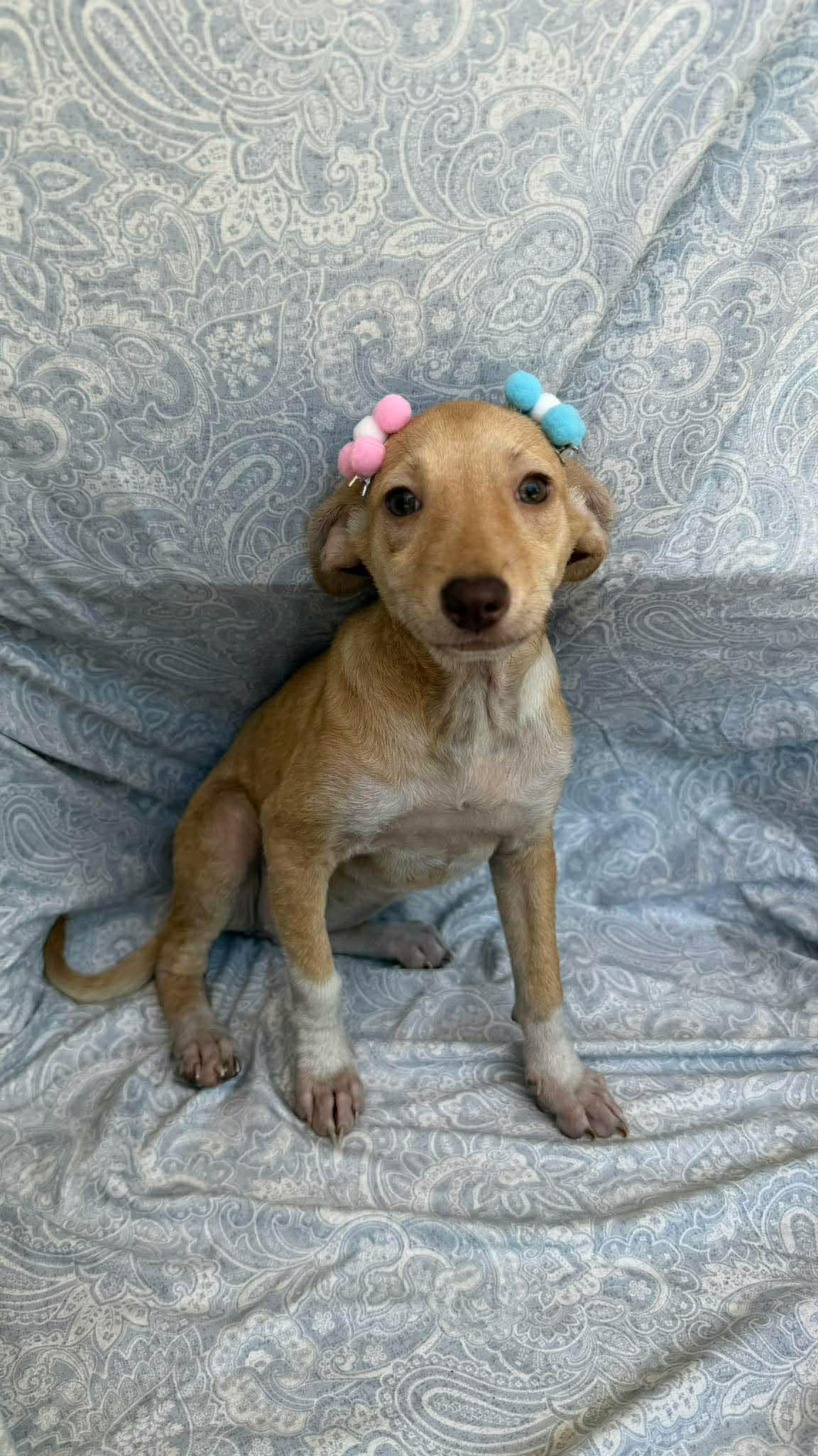 Enlarge Kiwi, a ADOPTABLE mixed breed in New York, NY image 1/2