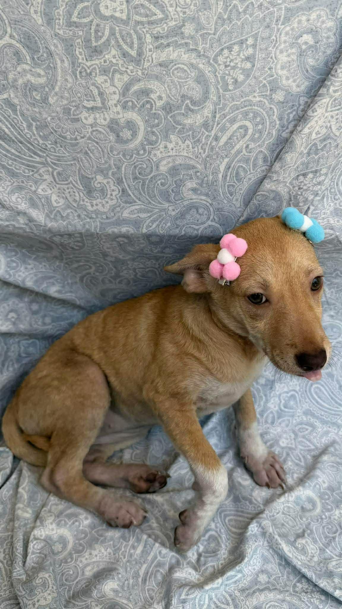 Enlarge Kiwi, a ADOPTABLE mixed breed in New York, NY image 2/2