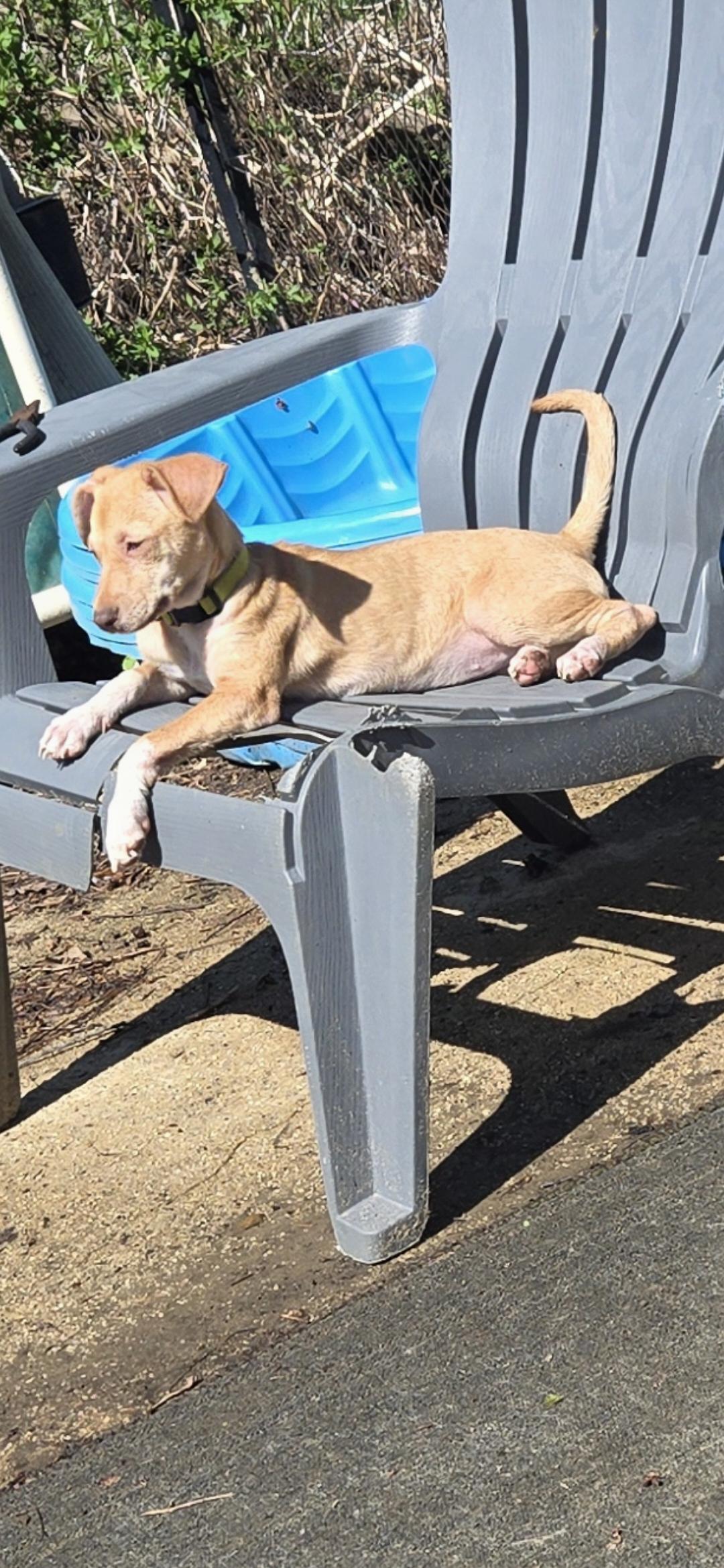 Enlarge Kiwi, an adopted mixed breed in New York, NY image 6/6