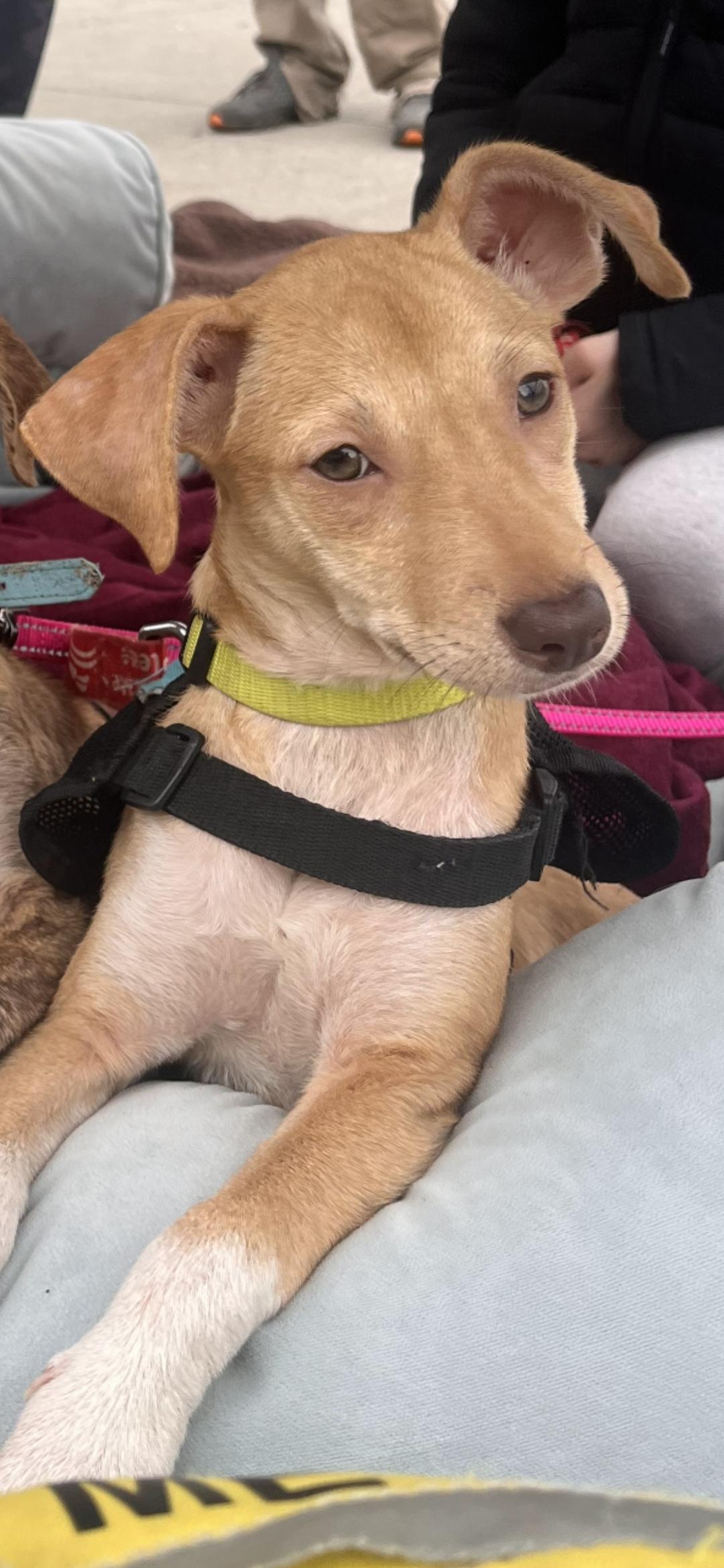 Enlarge Kiwi, an adopted mixed breed in New York, NY image 4/6