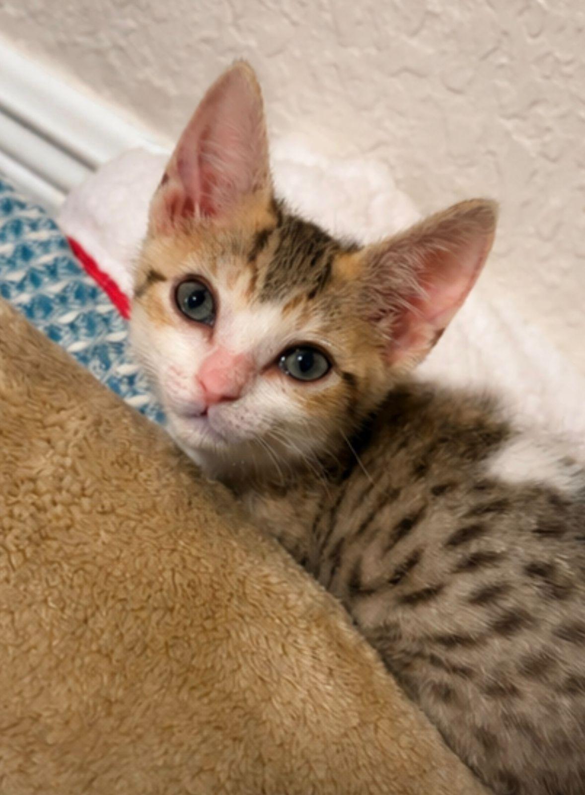 Flaco, a Adoptable Domestic Short Hair in Melbourne , FL image 3/4