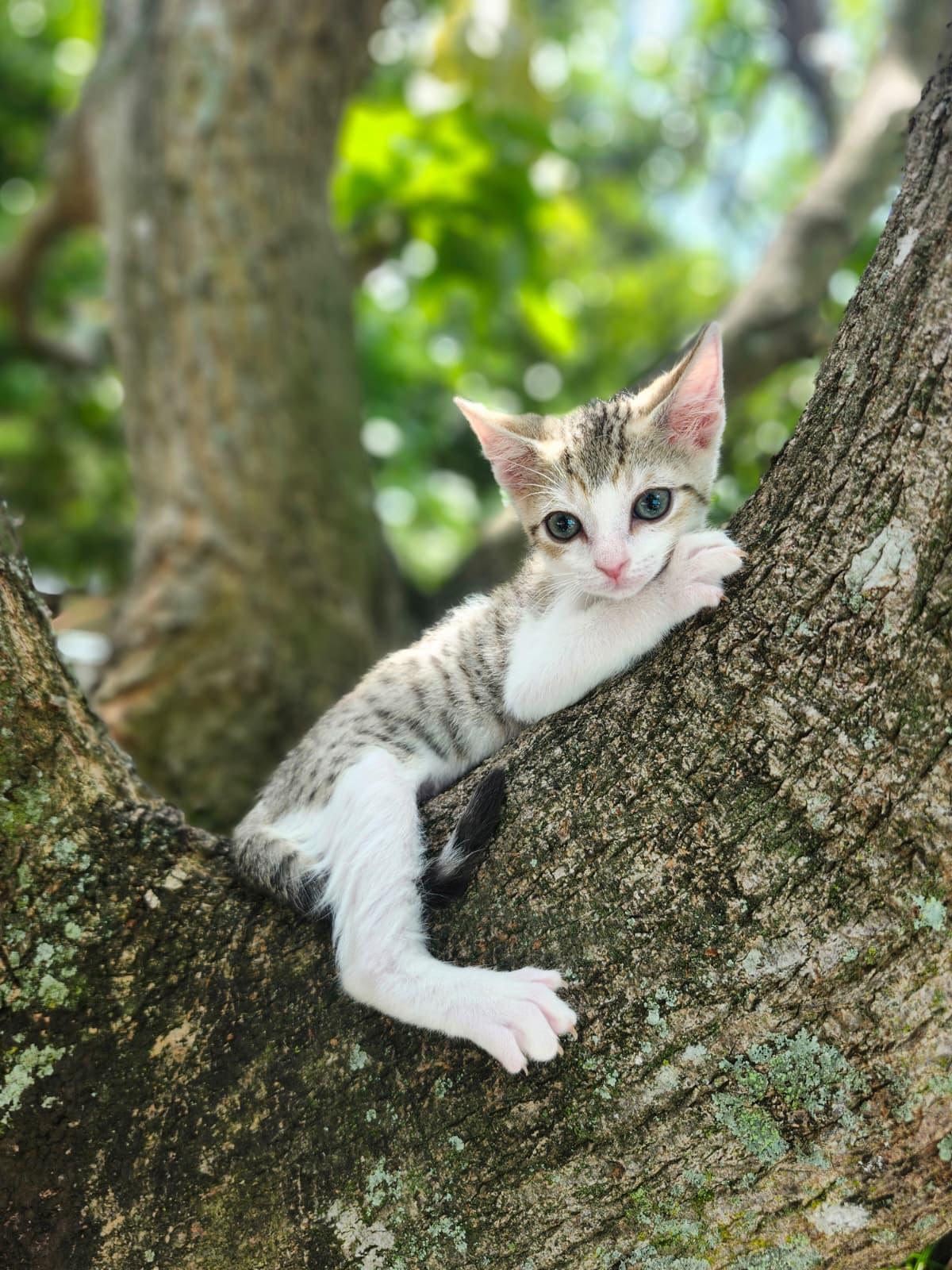 Flaco, a Adoptable Domestic Short Hair in Melbourne , FL image 4/4