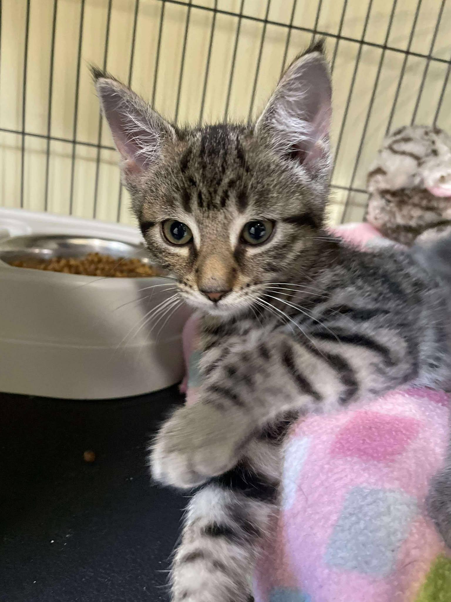 Fern, an adoptable Domestic Short Hair in Arthurette, NB, E7H 4C2 | Photo Image 1