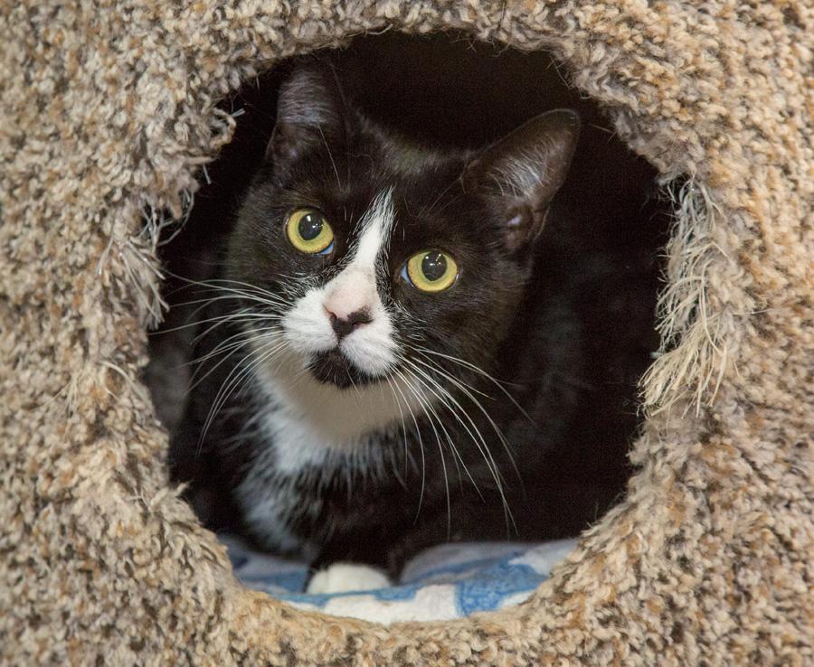 Abby, a Adoptable Domestic Short Hair in Paramus, NJ image 2/4