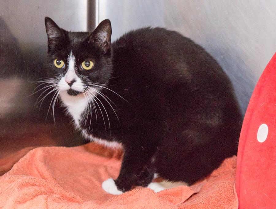 Abby, a Adoptable Domestic Short Hair in Paramus, NJ image 3/4