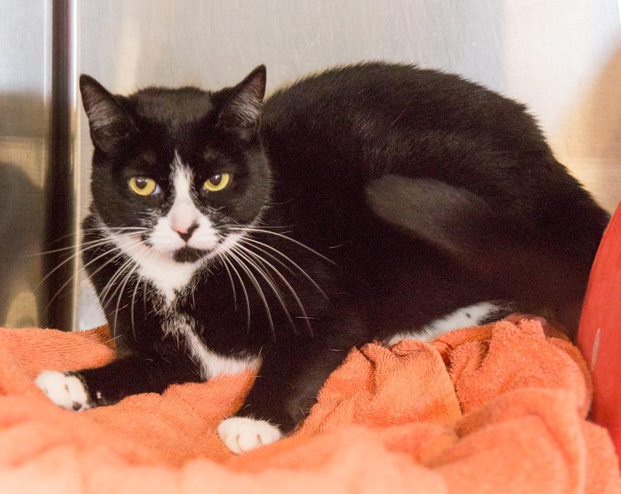 Abby, a Adoptable Domestic Short Hair in Paramus, NJ image 4/4