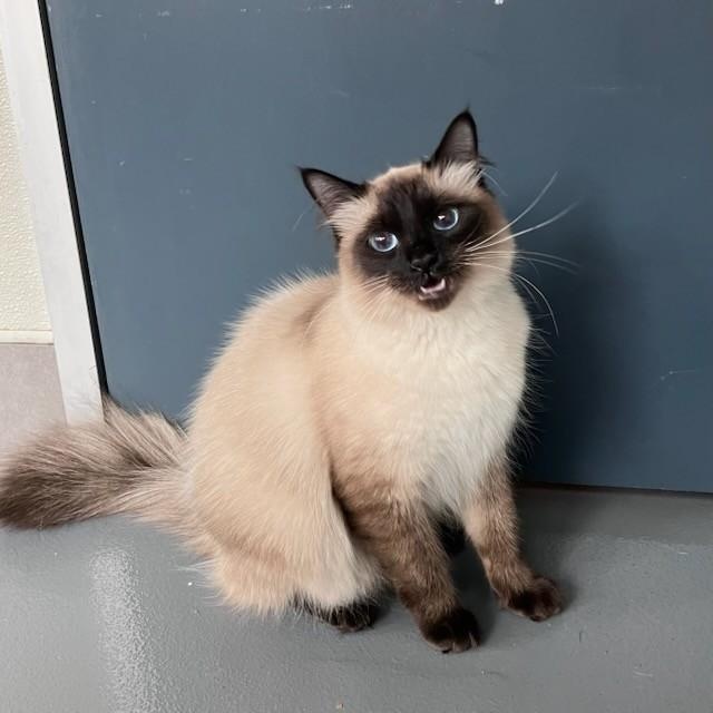 Enlarge Raya, an adopted Domestic Long Hair in Lodi, CA image 2/3