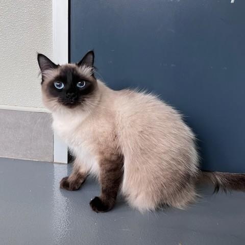 Enlarge Raya, an adopted Domestic Long Hair in Lodi, CA image 3/3