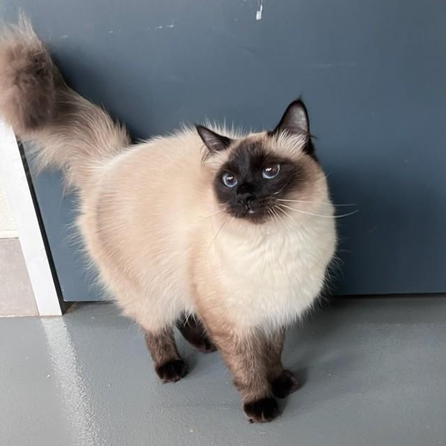 Raya, adopted, Young Female Domestic Long Hair.