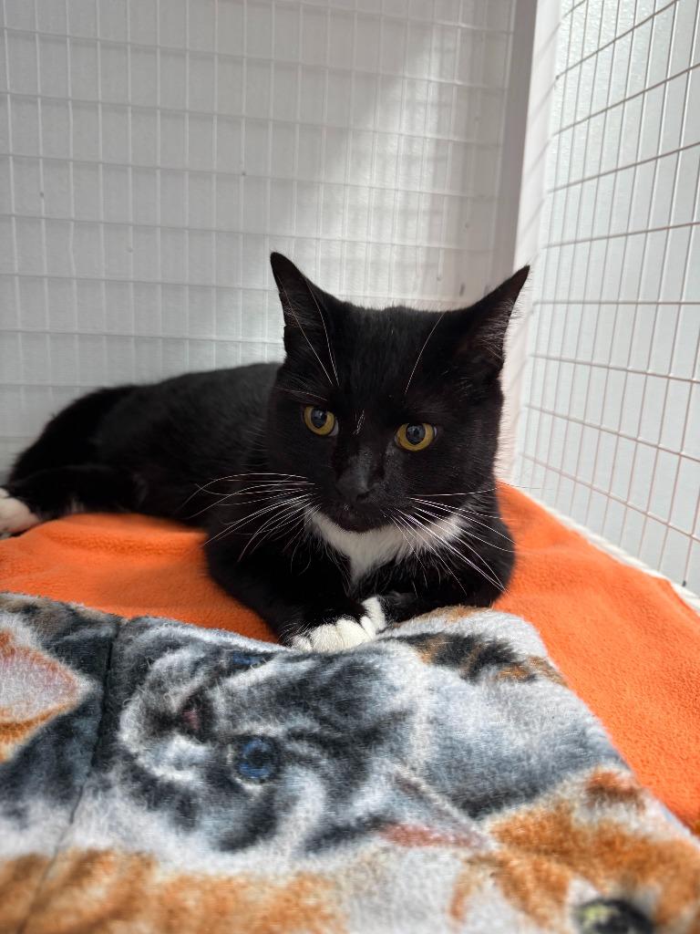 Gambino, Adoptable, Adult Male Domestic Short Hair.