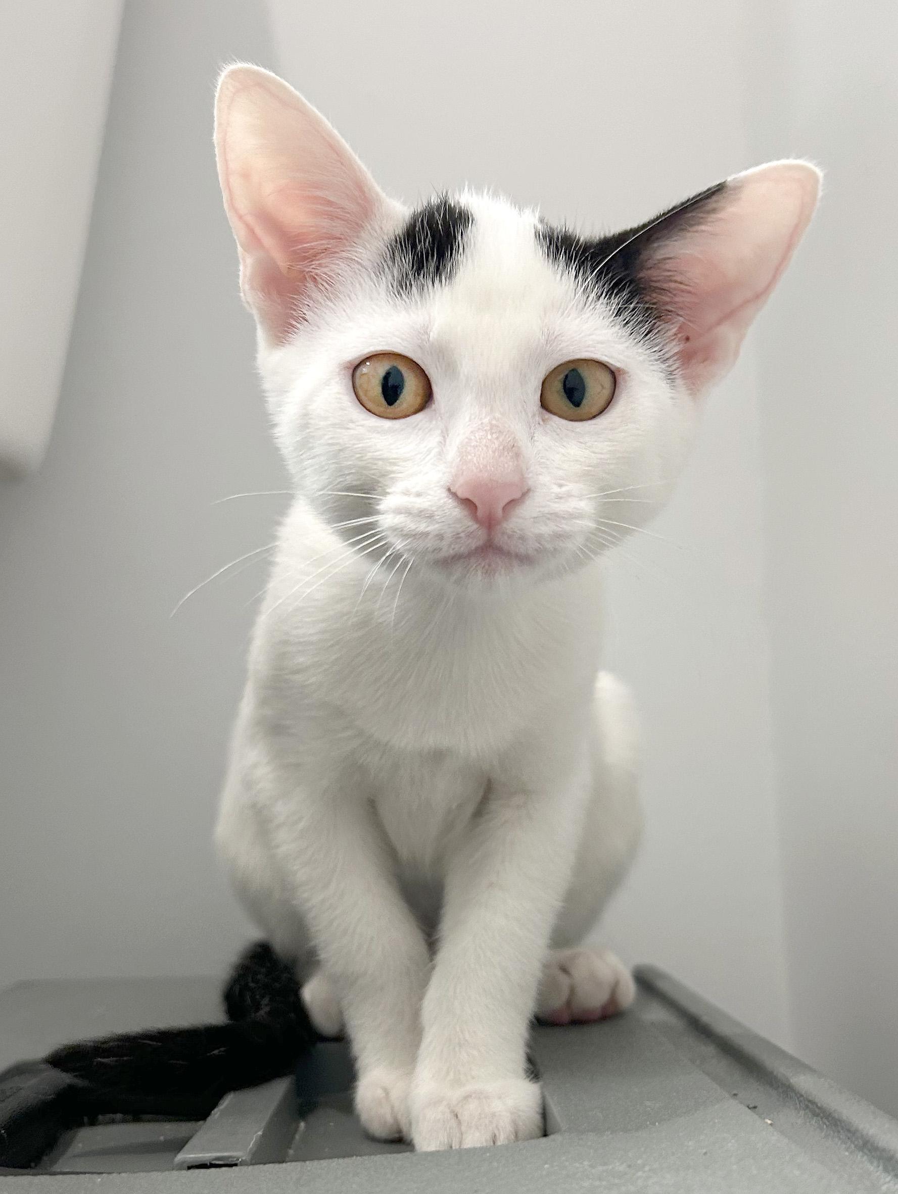 Benji