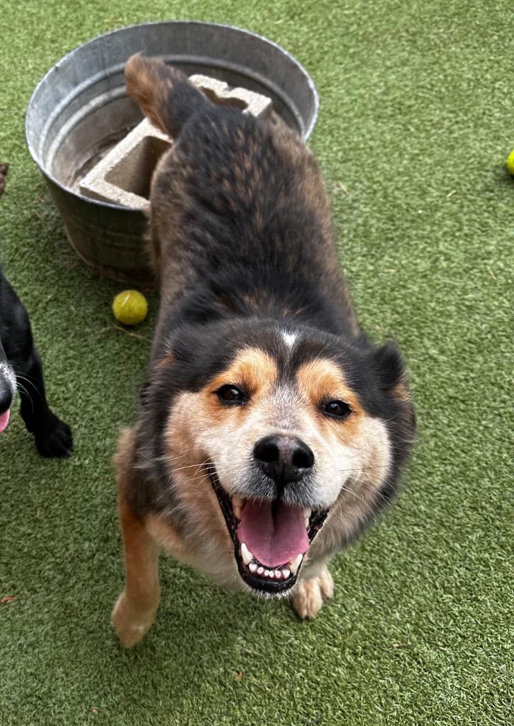 Enlarge Kona, a Adoptable mixed breed in Newcastle, OK image 1/1