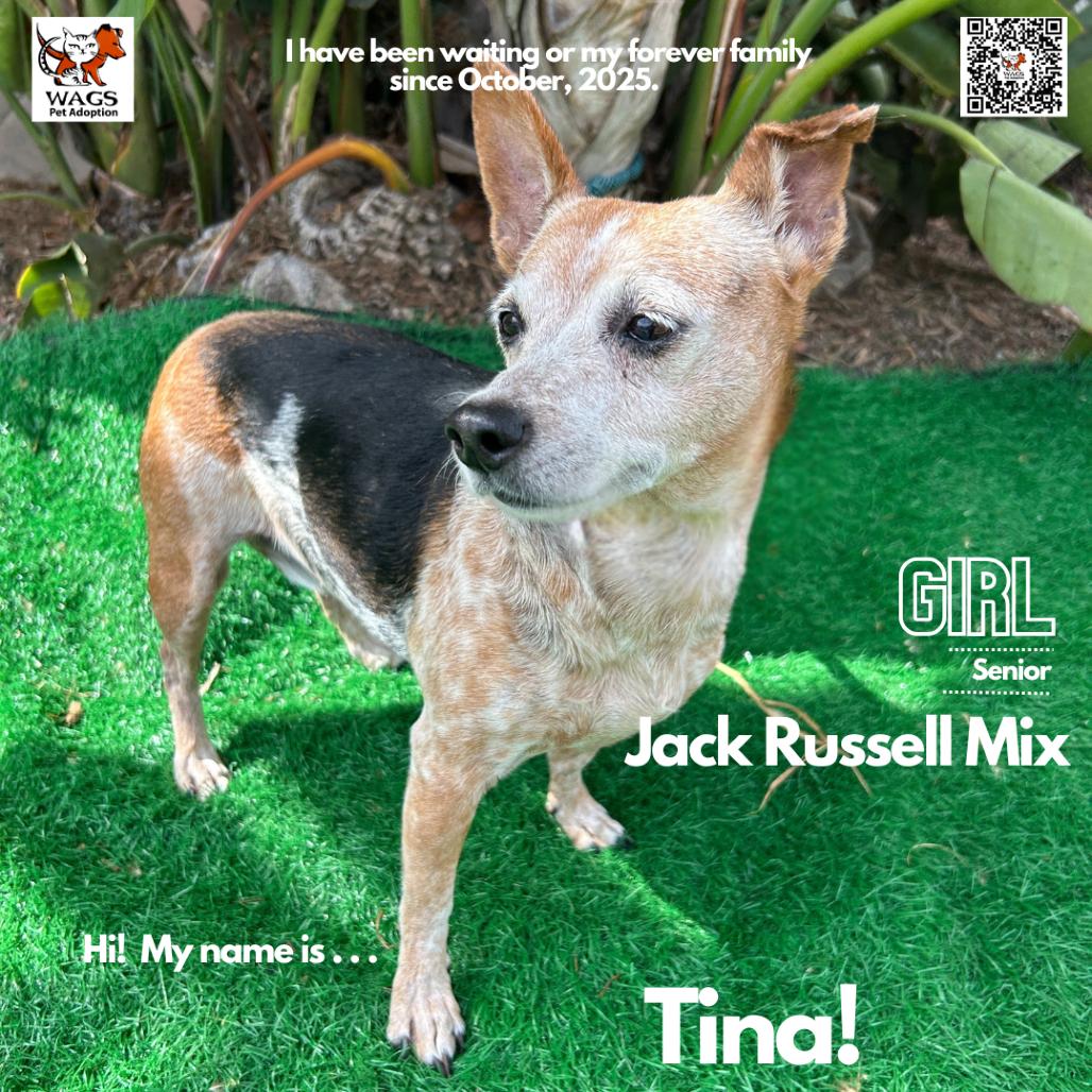 Tina, Adoptable, Senior Female Jack Russell Terrier & Mixed Breed.