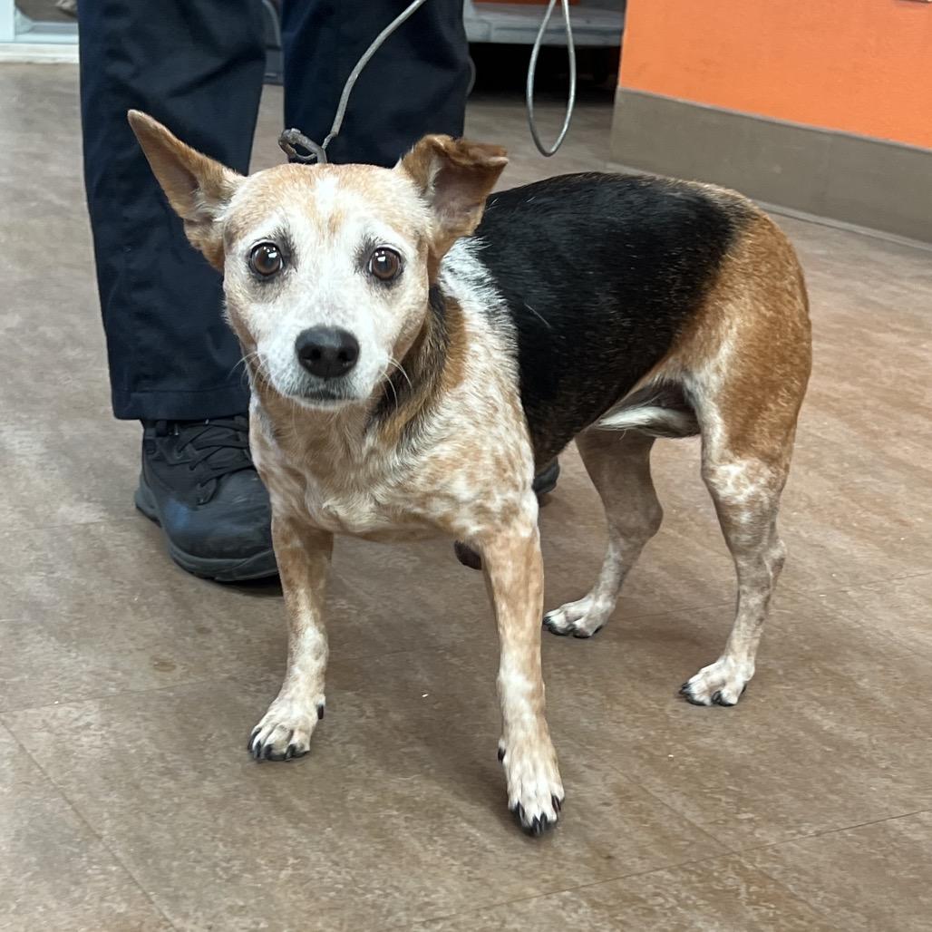 Enlarge Tina, a Adoptable mixed breed in Westminster, CA image 2/3