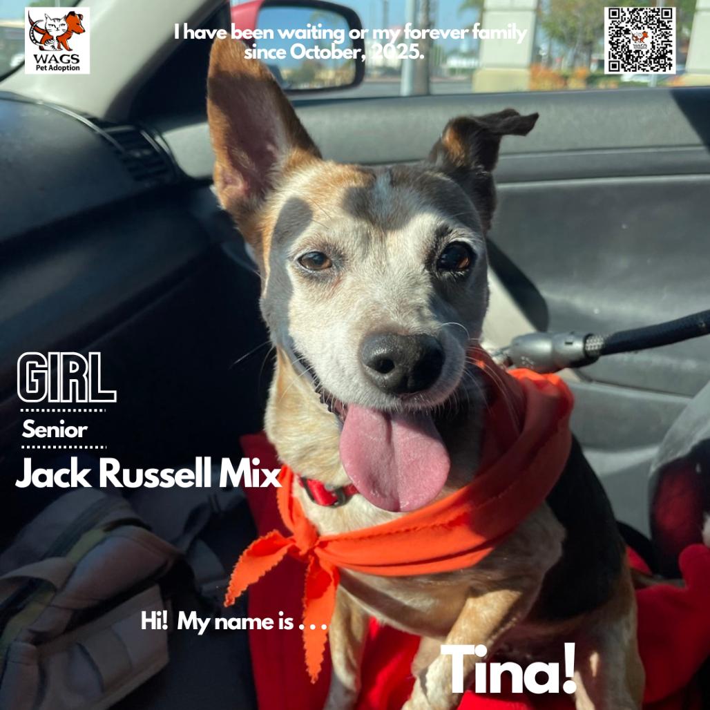 Enlarge Tina, a Adoptable mixed breed in Westminster, CA image 3/3