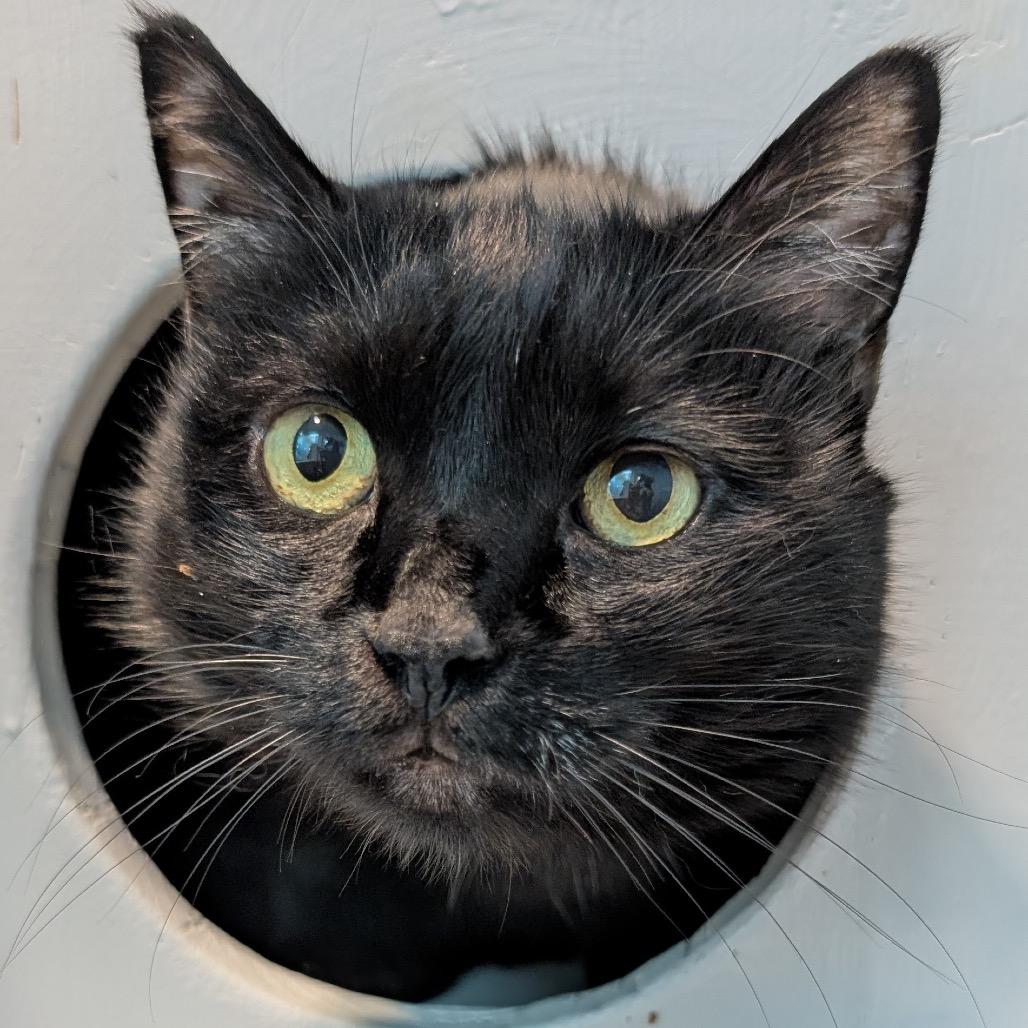 Brixi, Adoptable, Senior Female Domestic Short Hair.