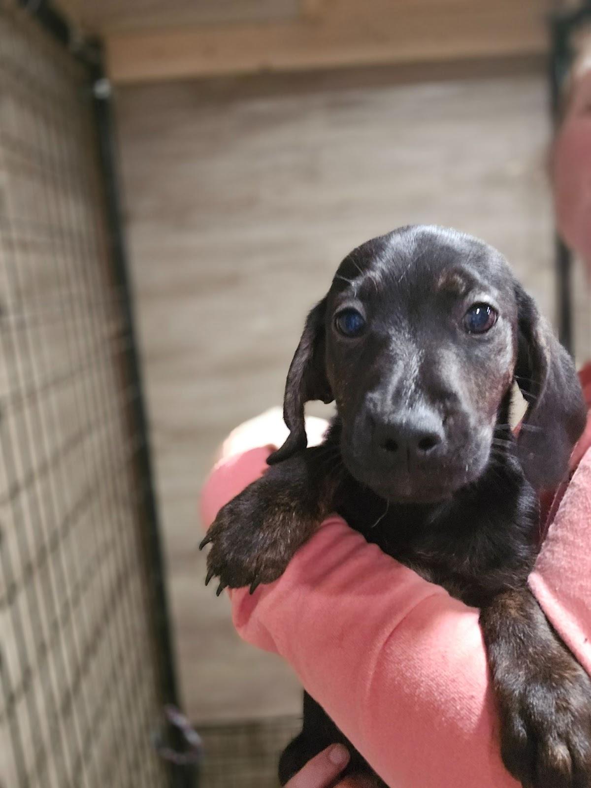 Enlarge Arrby, a Adoptable Mixed Breed in Sweetwater, TN image 1/1