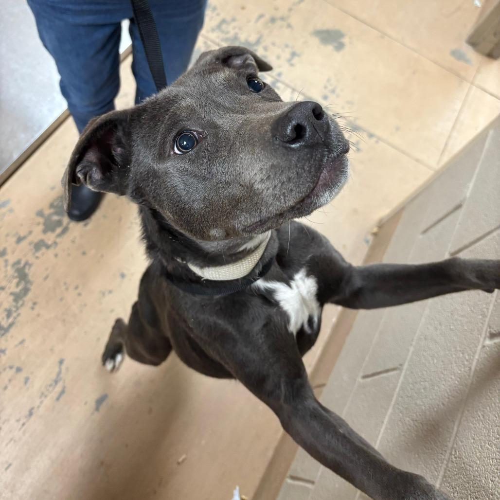 Enlarge Zadie, a Adoptable Mixed Breed in Gadsden, AL image 1/1