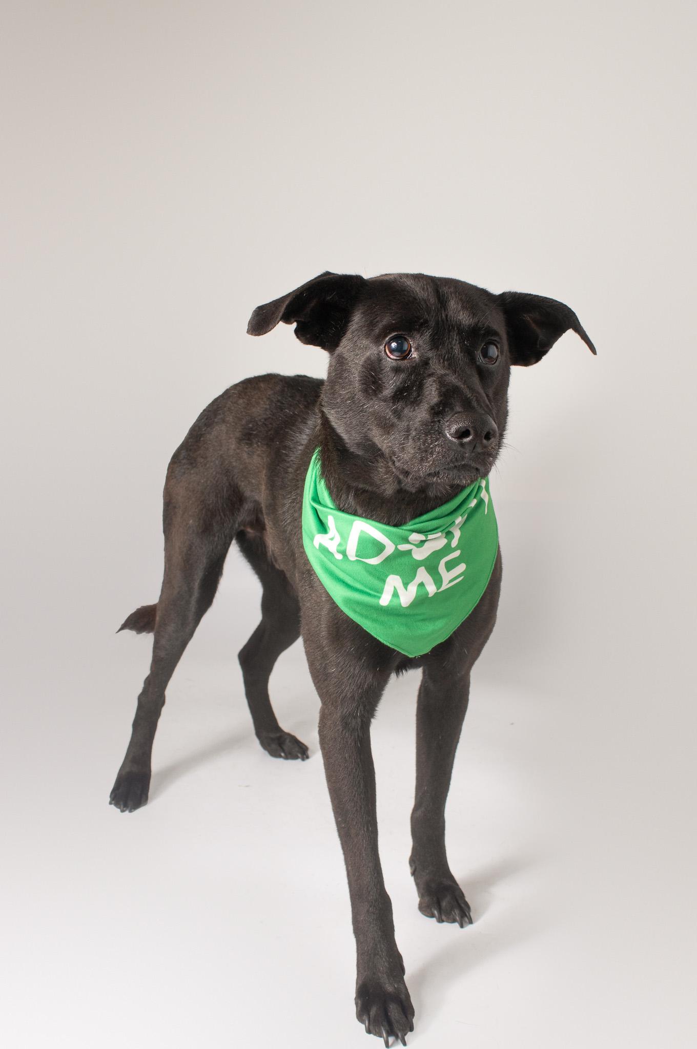 Enlarge Yoshie, a ADOPTABLE mixed breed in Plaquemine, LA image 1/1