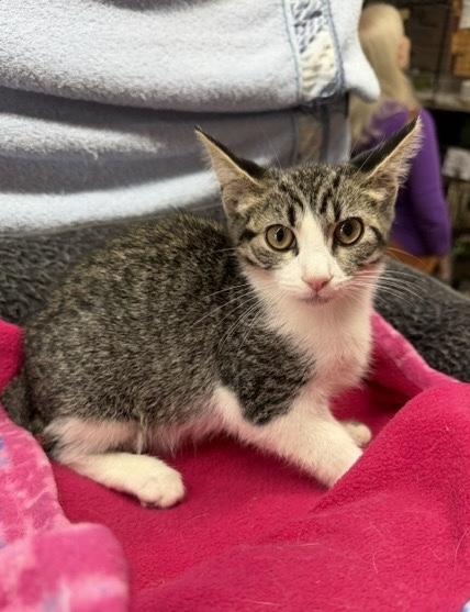 Enlarge Enzo, a ADOPTABLE Domestic Short Hair in Avon Lake, OH image 2/3