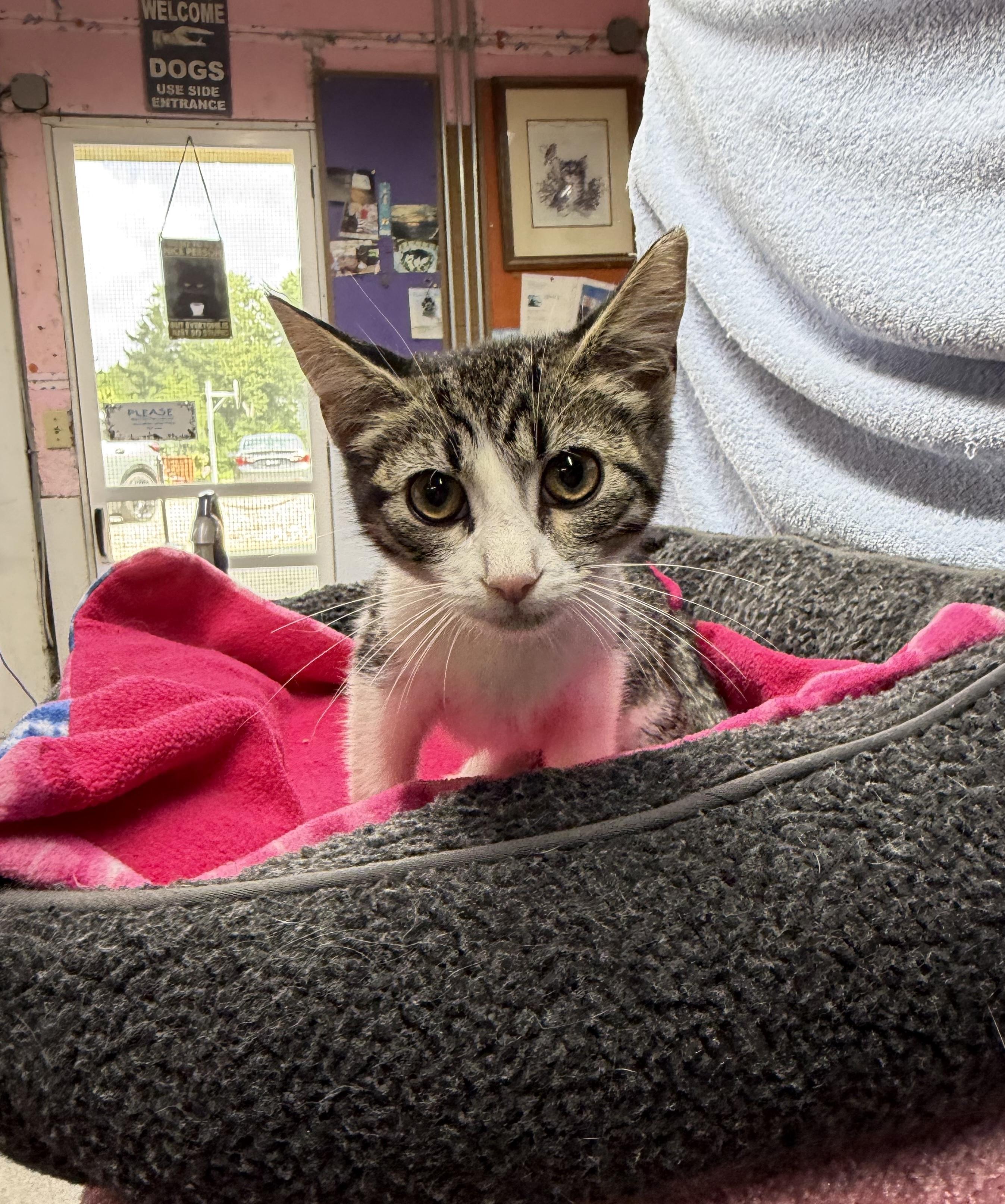 Enlarge Enzo, a ADOPTABLE Domestic Short Hair in Avon Lake, OH image 3/3