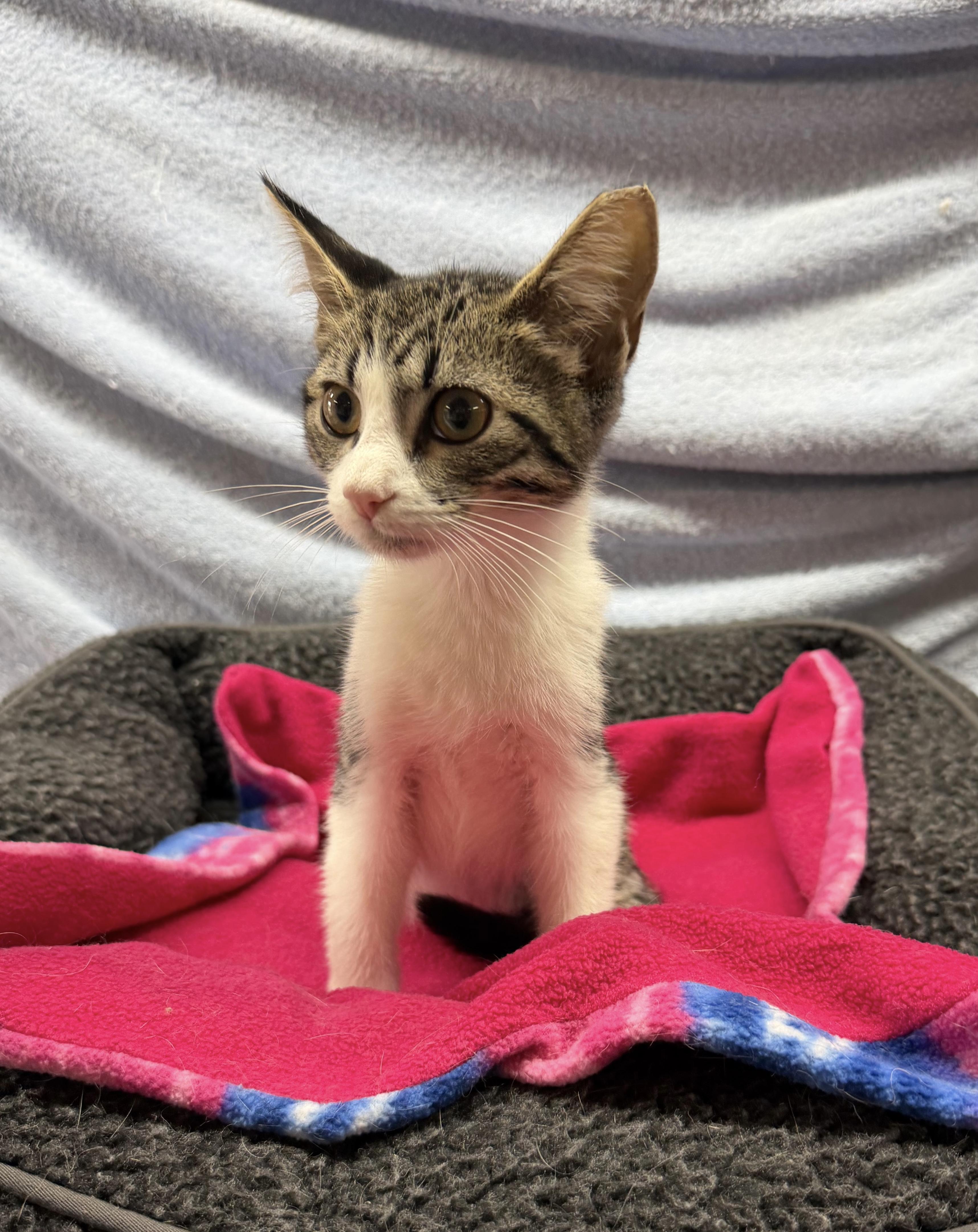 Enlarge Enzo, a ADOPTABLE Domestic Short Hair in Avon Lake, OH image 1/3