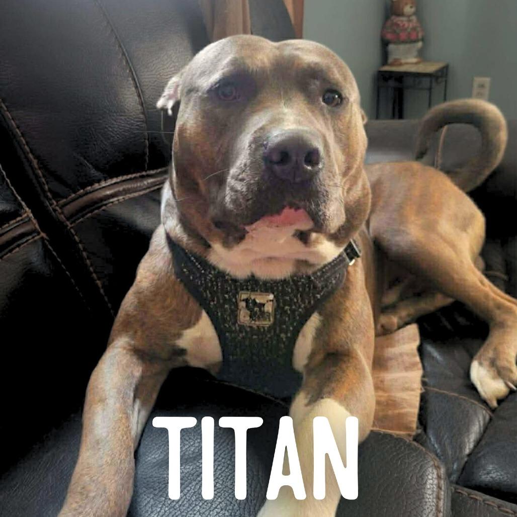 Enlarge Titan, a Adoptable American Staffordshire Terrier in South Portland, ME image 1/5