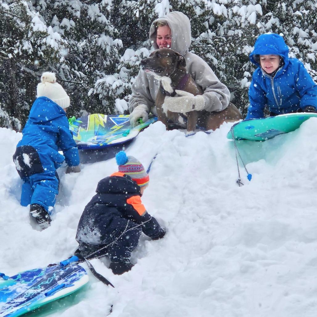 Enlarge Titan, a Adoptable American Staffordshire Terrier in South Portland, ME image 1/6