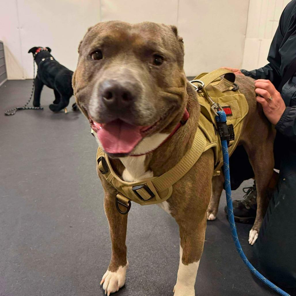 Enlarge Titan, a Adoptable American Staffordshire Terrier in South Portland, ME image 2/5