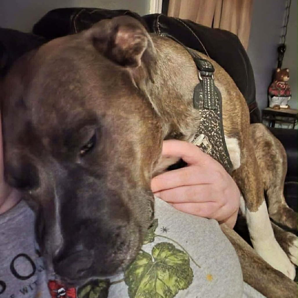 Enlarge Titan, a Adoptable American Staffordshire Terrier in South Portland, ME image 3/5