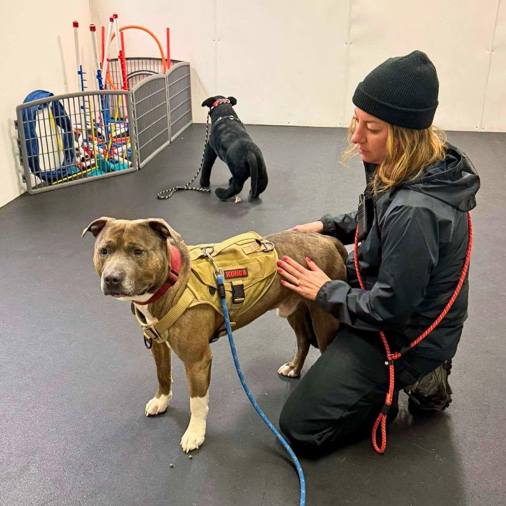 Enlarge Titan, a Adoptable American Staffordshire Terrier in South Portland, ME image 4/5
