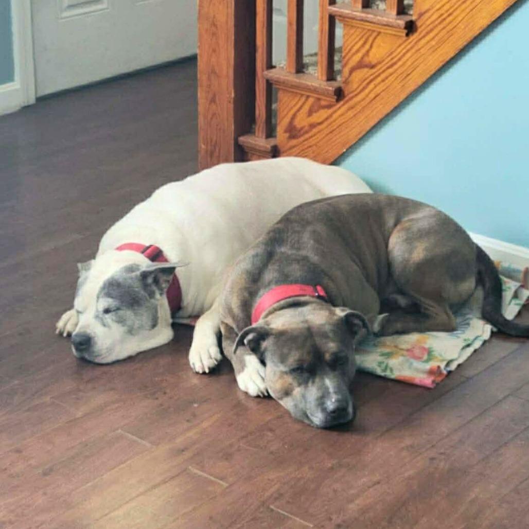 Enlarge Titan, a Adoptable American Staffordshire Terrier in South Portland, ME image 5/5