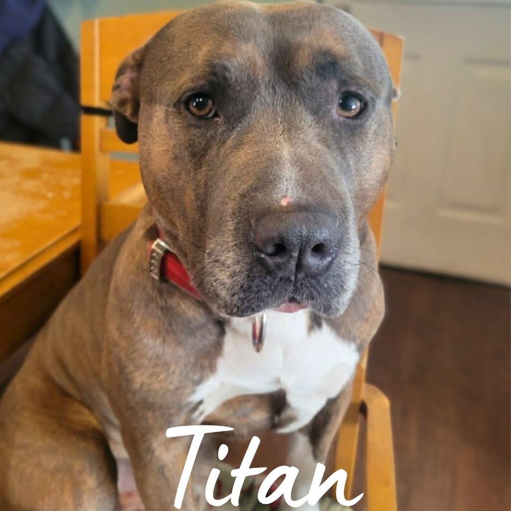 Enlarge Titan, a Adoptable American Staffordshire Terrier in South Portland, ME image 3/6