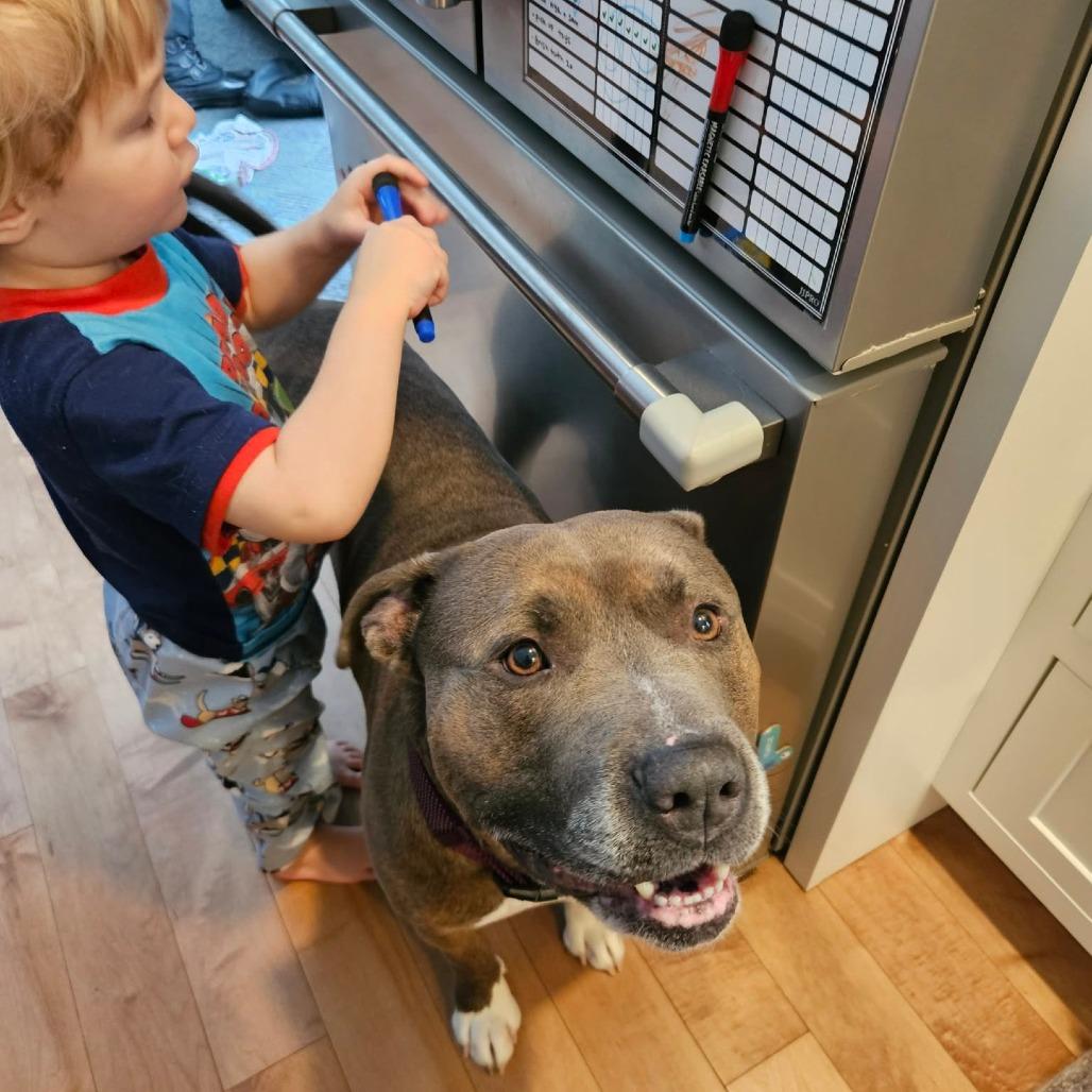 Enlarge Titan, a Adoptable American Staffordshire Terrier in South Portland, ME image 5/6